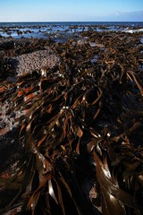 Kelpforest